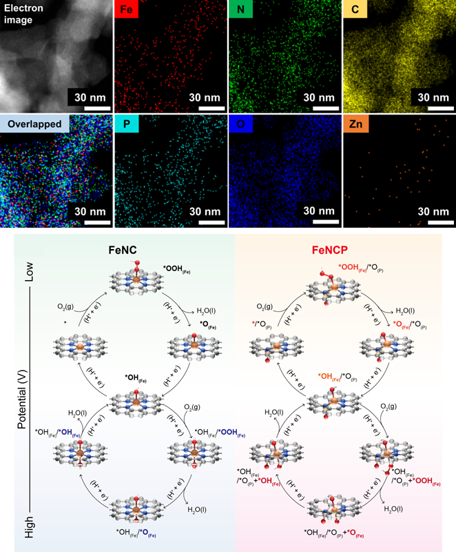 그림 2. 철-질소-탄소-인 원자분산촉매의 투과 현미경 이미지와 고활성 메커니즘.png