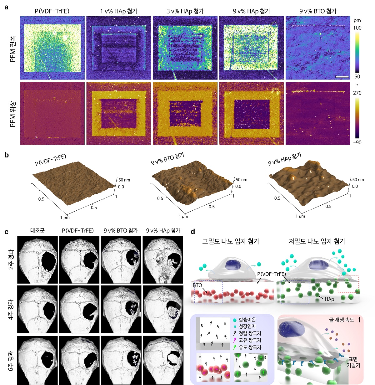 그림 2. 원자간력현미경을 이용한 하이드록시아파타이트 융합 스캐폴드의 압전 및 표면 특성 분석.jpg