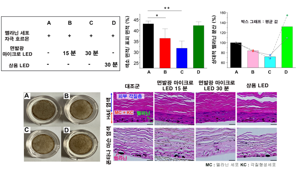 그림 2. 인간 피부 세포를 통한 면발광 마이크로 LED 패치의 멜라닌 생성 억제 효과.png